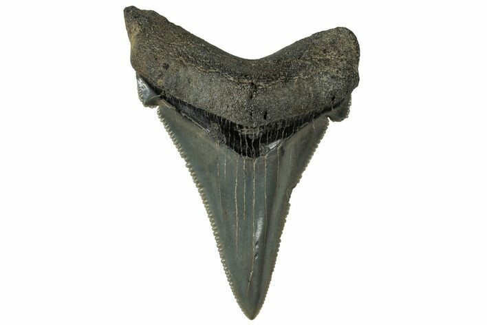 Serrated Angustidens Tooth - Megalodon Ancestor #313618